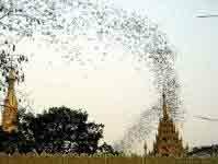 Bats in Shwedagon