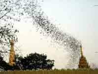 Bats in Shwedagon