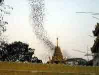 Bats in Shwedagon